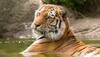 Tiger reserve