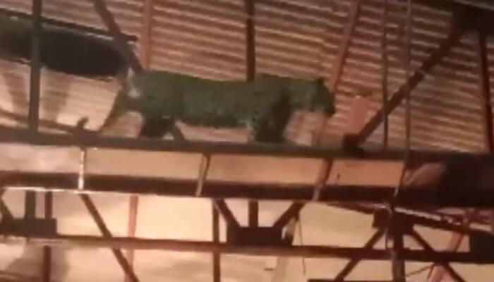 Leopard And Cub Invade Mumbai TV Serial Set — Internet Raises Concerns