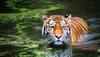 India's tiger population