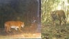 Tiger population in India