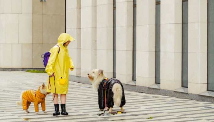 Monsoon Trip: 8 Tips And Tricks To Prepare Your Pet During A Rainy Day Trip 