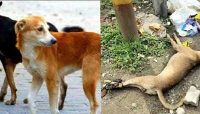 'Will RWAs Speak Now?': With Legs Tied, Dog Beaten To Death By 12 SHAMELESS Youth In Ghaziabad, Police Files FIR