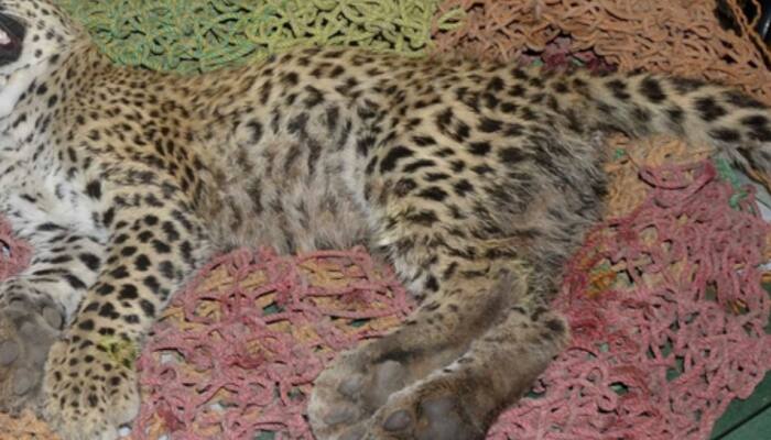 Cheetah Dhatri Bids Farewell To Kuno National Park, Ninth Death In Last Seven Months