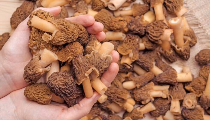 Heath Benefits Of Mushrooms: Why Morels Are Nature's Finest Fungi? Ways To Add Healthy Mushroom To Your Diet