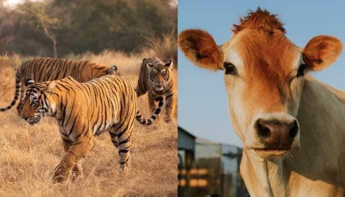 Cow To Replace Tiger As National Animal? Check Centre&#039;s Response On BJP MP&#039;s &#039;Gaumata&#039; Poser