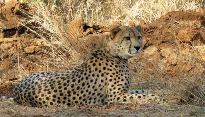 &#039;Project Cheetah Is On Path Of Positive Progression&#039;: Govt Tells Supreme Court