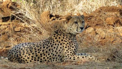 'Project Cheetah Is On Path Of Positive Progression': Govt Tells Supreme Court