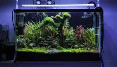 10 Ways To Keep Your Aquarium Clean At Home 