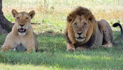 World Lion Day: History, Significance, And 5 Best National Parks To Spot The 'King Of Jungle'