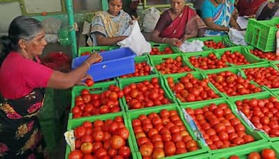 Rs 40 Per Kg: Modi Govt Moves To Further Bring Down Tomato Prices; Check Where To Buy