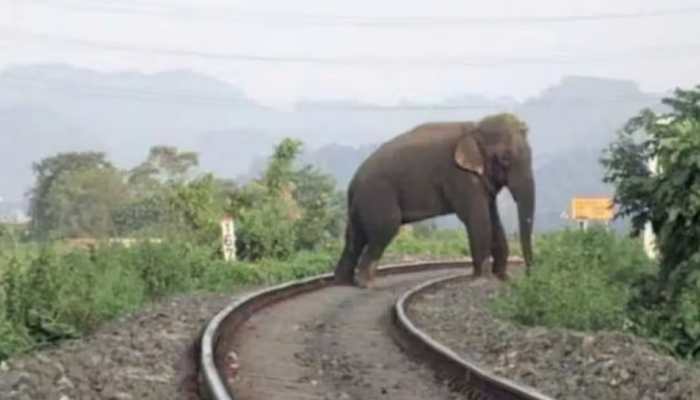 Indian Railways To Install Intrusion Detection System To Prevent Elephant Deaths In East Coast Zone