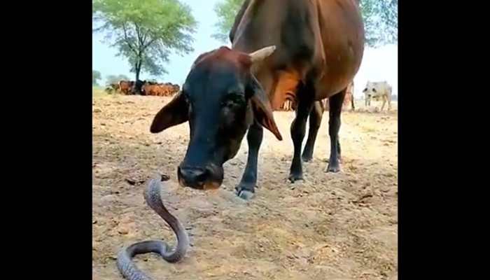 Cow-King Cobra Snake Viral Video: Unusual Friendship Shows Cow and King Cobra&#039;s Surprising Encounter - WATCH