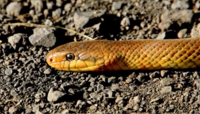 Bizarre! UP Man Bitten By Snake In Gujarat, Travels 1300 Kms To Get Treated; Survives