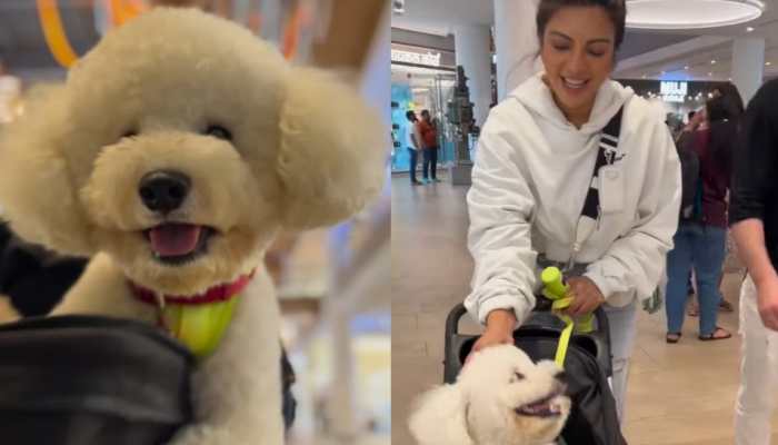 Viral Video: Shama Sikander&#039;s Day Out With Her Furry Friend &#039;Casper&#039; Will Make Your Day