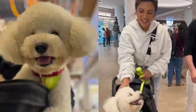 Viral Video: Shama Sikander's Day Out With Her Furry Friend 'Casper' Will Make Your Day