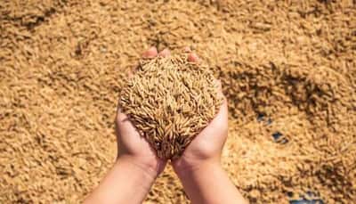 Govt Sets Target To Procure 521.27 Lakh Tonnes Of Rice From Kharif Crop