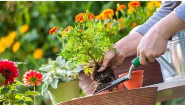 Elevate Your Kitchen Garden: 7 Creative Decoration Ideas