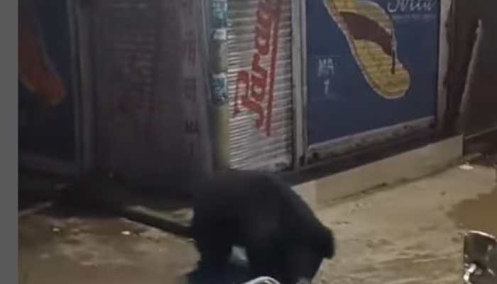 Bear Enters Market in Mount Abu, Rajasthan; Flees Upon Seeing Crowds - Watch Video