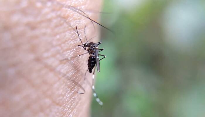 Mosquito Protection: 5 Lethal Vector-Borne Diseases In India, Ways To Protect