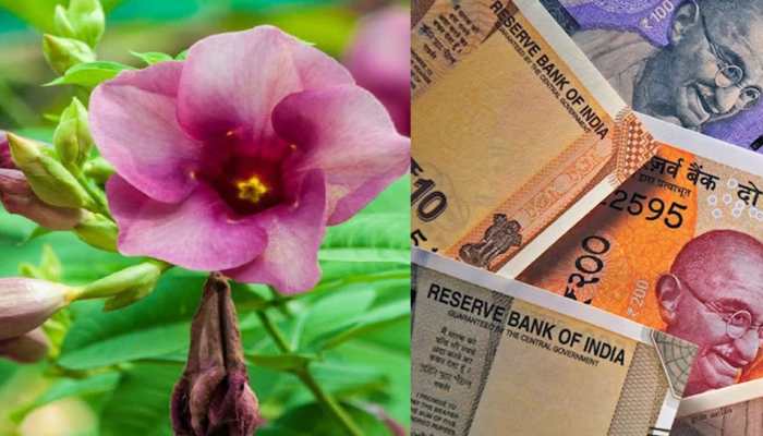 Agriculture Business Idea: Earn Rs 50,000 From Just 1 Bigha Land By Investing Rs 10,000 In This High-Yield Medicinal Plant