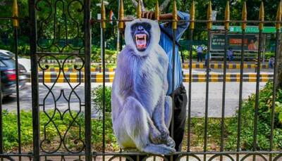 G20 Summit: Delhi Authorities Place Langur Cut-Outs To Deal With Monkey Menace