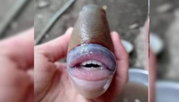 Picture Of Fish With Bizarre Human-Like Lips And Teeth Stuns Netizens