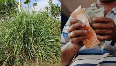 High Profit Farming Business Idea: Invest Rs 20,000 And Earn Upto Rs 5 Lakh From Per hectare Land Yearly With Lemongrass Farming