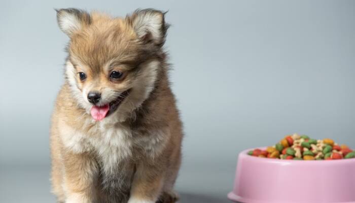 Top 5 Essentials Must-Have Nutrients For Your Pet&#039;s Diet