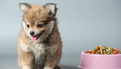 Top 5 Essentials Must-Have Nutrients For Your Pet's Diet