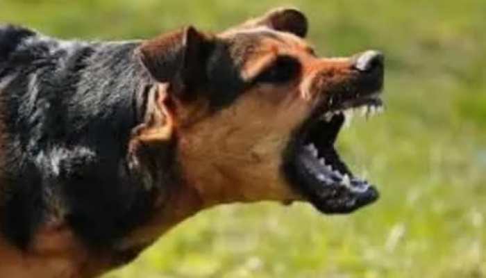 Dog Bite Leads To Minor Boy&#039;s Death In Ghaziabad, Parents Protest