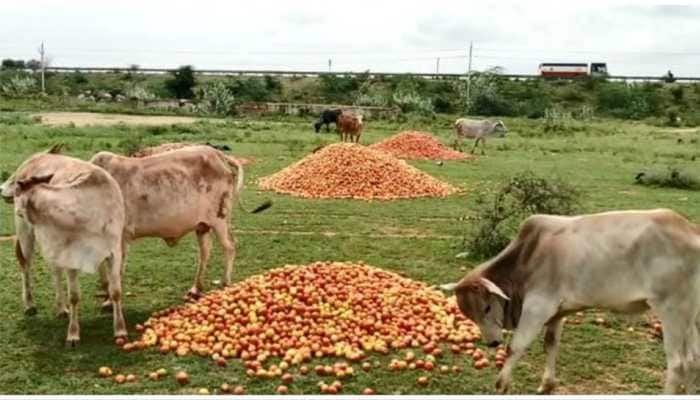Farmers In Andhra Pradesh Dump Tomatoes In Open After Price Crashes To Rs 3 Per Kg