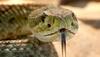 Snake Charmers Release Reptiles In Train Compartment In UP To Scare Passengers