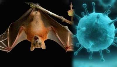 Nipah Virus Threat In Kerala: Symptoms, Prevention And Cure - Must Know Details | India News | Zee News