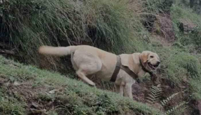 Kent, 6-Year-Old Army Dog, Makes Supreme Sacrifice While Protecting Its Handler During Rajouri Encounter