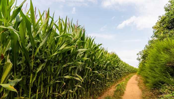 Business Idea: Farmer Invested Rs 10K And Earned Rs 30,000 In Just Two Months On This Crop, You Can Earn Upto Rs 4 Lakh Yearly --Check