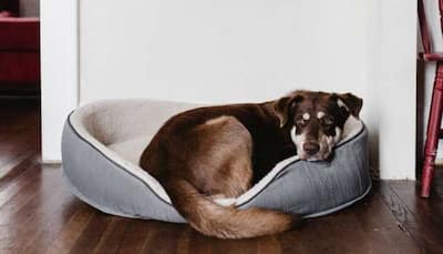 Pet Care: 8 Reasons Why Your Dog Might Be Avoiding You