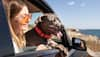 Jet-Set Pets: 6 Essential Tips For Adventurous Pet Owners To Ensure Smooth Travel