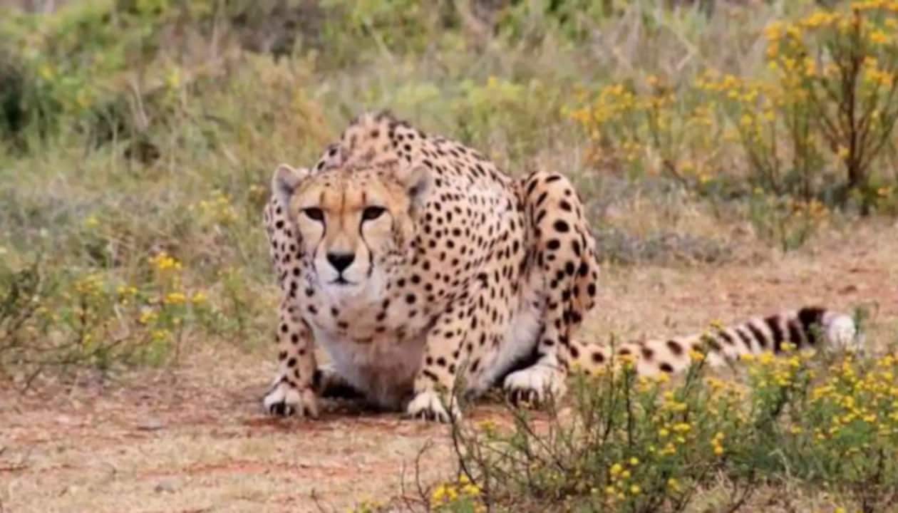 Cheetah winter coat top