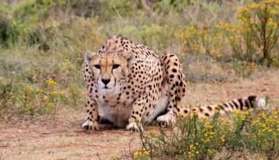 India Eyes North African Cheetahs To Avoid Winter Coat Woes In Summer: Officials