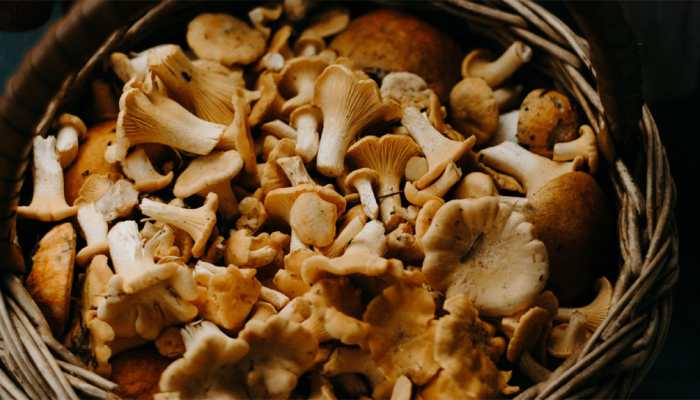 Savor Success in this Exotic Vegetarian Diet biz: Invest Rs 2 Lakh, Earn Over Rs 20 lakh by starting Mushroom Cultivation &amp; Processing business