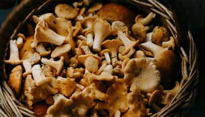 Savor Success in this Exotic Vegetarian Diet biz: Invest Rs 2 Lakh, Earn Over Rs 20 lakh by starting Mushroom Cultivation & Processing business