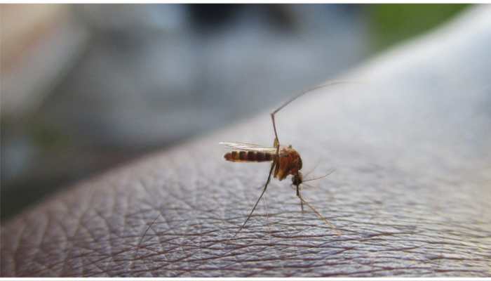 Is Paracetamol Benificial In Dengue Fevere? Here's What You Need To Know