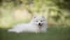 How To Keep Your Pets Safe From Fleas During Seasonal Changes - Know Here