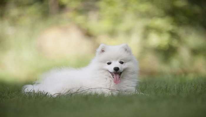 How To Keep Your Pets Safe From Fleas During Seasonal Changes - Know Here