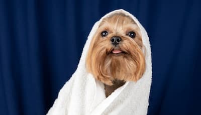 Taming The Fur: 8 Effective Strategies For Cleaning Pet Hair From Your Home