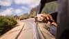 What Is Brucella Canis? An Incurable Dog Disease Every Pet Parent Should Know About- Check Symptoms And Precautions Here