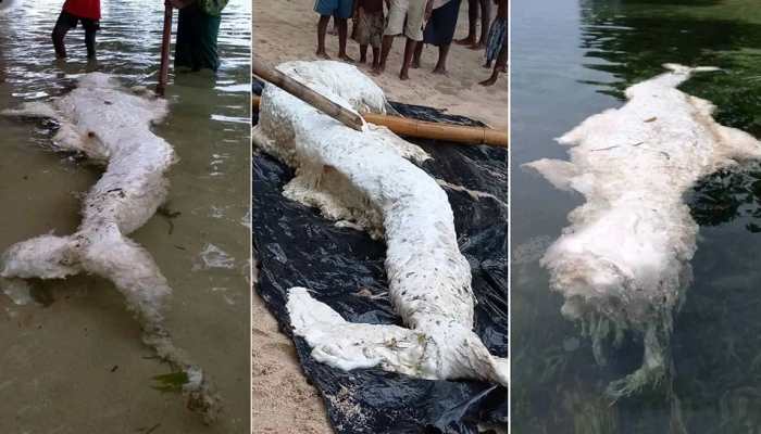 Scientists Perplexed As &#039;Mermaid&#039; Washes Ashore In Papua New Guinea