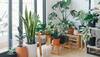 Home Decor: 5 Tips To Creating A Green Corner In Every Room