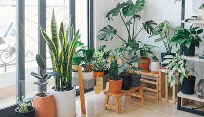 Home Decor: 5 Tips To Creating A Green Corner In Every Room