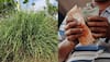 Business Idea: Earn Lakhs Of Rupees By Sowing These 5 Medicinal Plants That Have High Demand From Both Health And Cosmetic Sector
